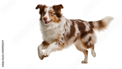 Schilderij op canvas Energetic tricolor Australian Shepherd leaping, displaying fluffy fur and focuse