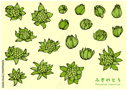 墨で描いたふきのとう　カラー