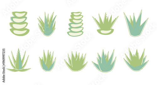 Aloe vera plants in different shapes.