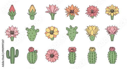 Colorful cactus flowers and plants.