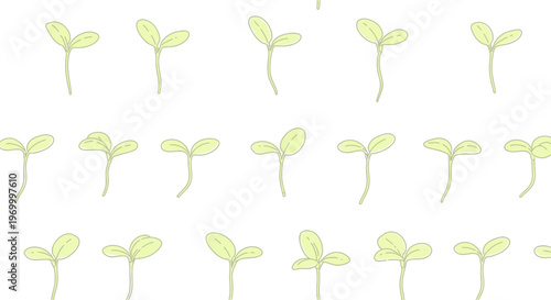 Green seedlings growing in rows.