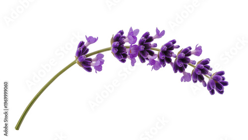 Fotografie Curved lavender sprig displaying vibrant purple flower buds, and slender green s