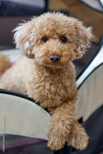 Tablou pe pânză Adorable toy poodle with a soulful gaze, sitting comfortably indoors and making eye contact with the camera