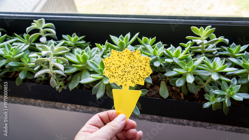 Konstfotografi Hand holding a yellow sticky trap covered with fungus gnats flies in a home interior, demonstrating indoor plant pest control and houseplant care