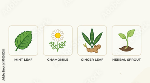 Collection of four illustrated botanical elements mint leaf, chamomile, ginger root, and a growing plant sprout