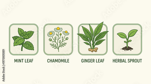 Collection of Herbal Plant Illustrations Mint Leaf, Chamomile, Ginger, and Sprout