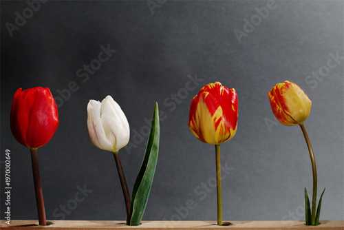 Vier Tulpen im Frühling
