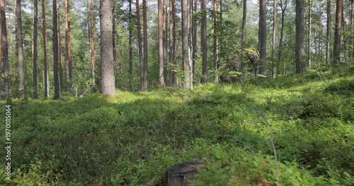 Aerial View of the Forest. Camera moves from the first person through the thicket of a pine forest