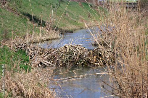 Ein Biberdamm an der Zaya bei Mistelbach