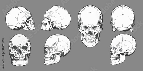 Anatomical study of human skulls in various perspectives and angles