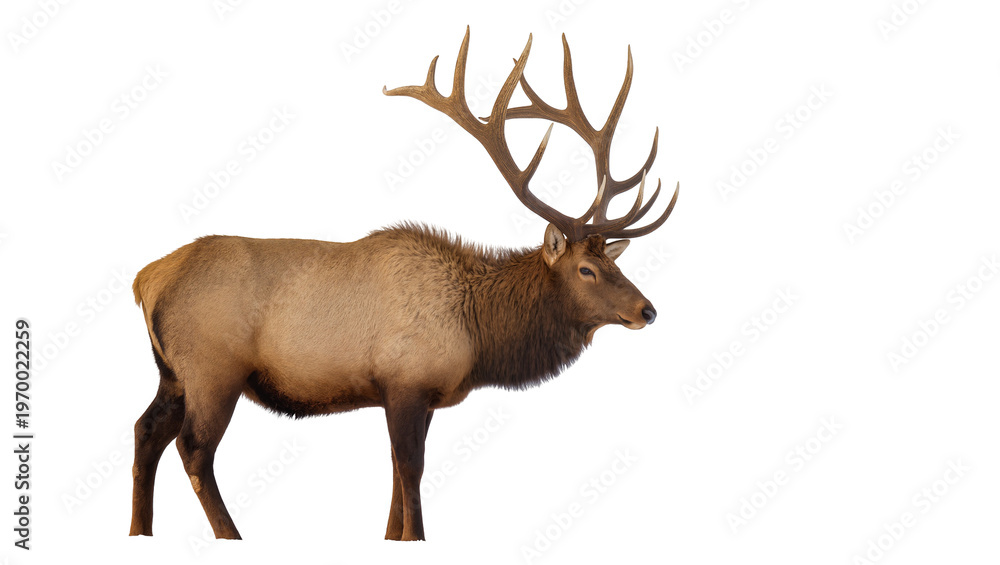 Obraz premium Majestic brown elk standing displaying large branched antlers, facing left