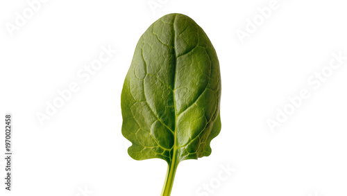 Single vibrant green spinach leaf displaying prominent veins, connected to a slender stem