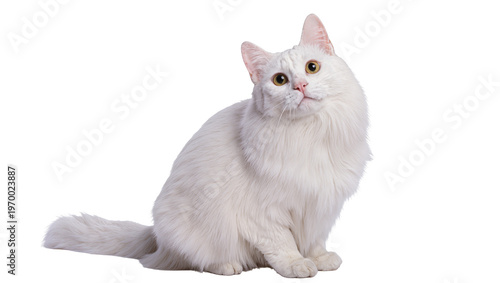Fotografía Fluffy longhaired white cat sitting, gazing intently with amber eyes