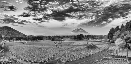 Wallpaper Mural Colorful Shibazakura Festival in Yamanashi Japan with pink moss phlox flowers covering the ground and Mount Fuji in the background Torontodigital.ca
