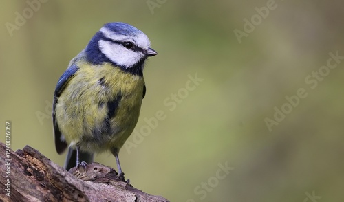 Obraz na plátně Blue tit