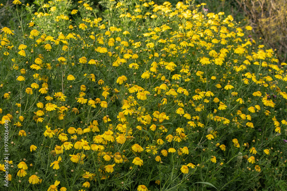 Fototapeta premium Gros plan sur des chrysanthèmes couronnés