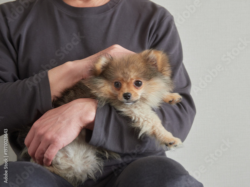 家のリビングで可愛いポメラニアンの子犬を抱っこする男性の姿