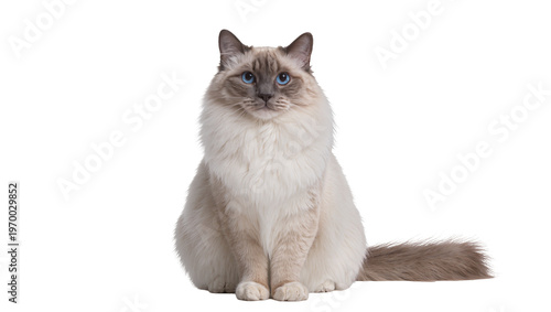 Foto Fluffy Ragdoll cat sitting attentively, gazing forward with bright blue eyes