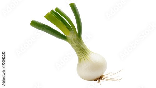 Canvas Print Fresh pale bulbous scallion, displaying vibrant green stalks and delicate rootle