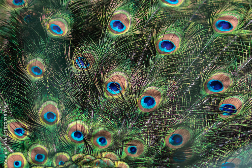 Fototapeta premium Peacock feathers pattern colorful background texture exotic bird plumage detail