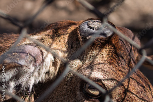 Deer close up behind fence wildlife captivity and animal protection concept