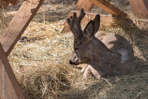 Roe deer with growing antlers resting on hay in wildlife enclosure spring season