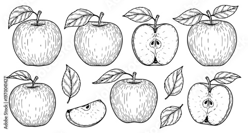 Hand Drawn Apple Set Black and White Fruit Sketch Vector