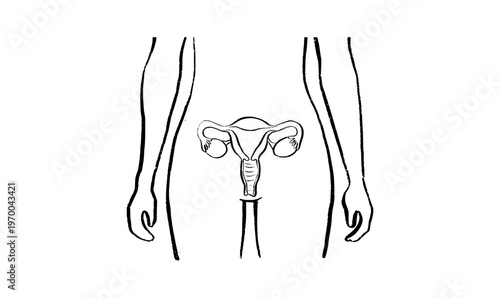 Uterus medical illustration
