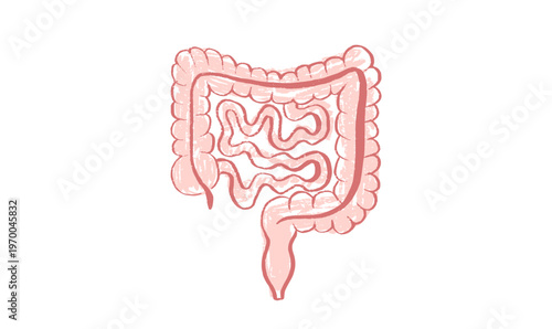 Human intestine sketch