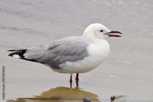 seagull on the beach
