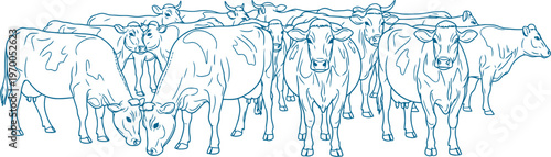 Cattle herd standing together blue engraving illustration