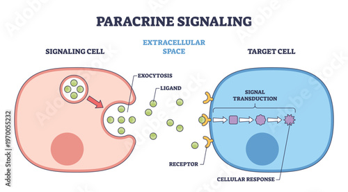Paracrine signaling shown, a signaling cell releases ligands to a nearby target cell, receptors launch transduction and response. Key objects, ligands, receptors, target cell. Outline diagram