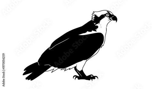 Osprey bird silhouette perched side view isolated on white background raptor wildlife vector illustration