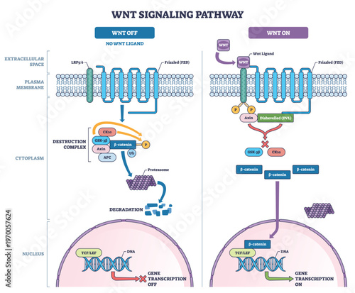 Wnt signaling pathway overview contrasts OFF vs ON, highlighting -catenin flow, Frizzled LRP receptors, and TCF-LEF gene transcription control. Outline diagram