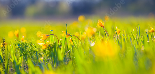 closeup wild yellow tulip flowers in green grass, beautiful spring natural background