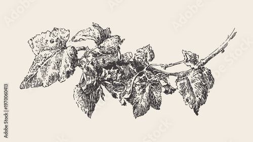 vintage botanical illustration of grapevine branch with leaves and clusters, detailed black ink drawing