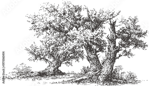 Detailed hand drawn illustration of mature olive trees with thick trunks and dense foliage in natural landscape