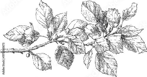 Detailed vintage botanical illustration of a tree branch with leaves and buds in black ink