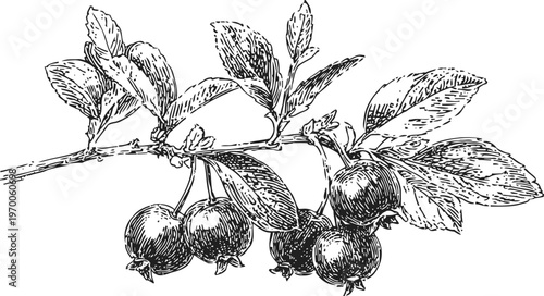 Branch with ripe pomegranate fruits and detailed leaves botanical vintage engraving illustration of tropical fruit plant