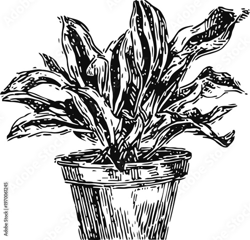 Hand drawn indoor plant in pot with large leaves detailed black and white illustration