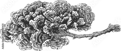 Detailed black and white drawing of cauliflower mushroom with intricate textures and natural form