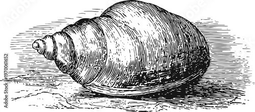 Detailed vintage illustration of a conch shell on the beach with intricate linework and shading