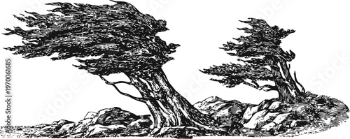 Windblown trees bending over rocky ground with detailed textured bark and foliage illustration