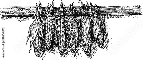 Dried corn cobs hanging on a wooden rod vintage engraving of maize agricultural harvest