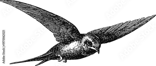 Black and white illustration of a swift bird in flight with detailed wing feathers and streamlined body