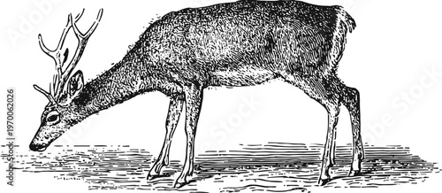 Illustration of deer grazing with antlers, woodland animal wildlife in nature habitat