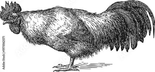 Detailed vintage engraving of a rooster standing profile with intricate feather texture and comb details