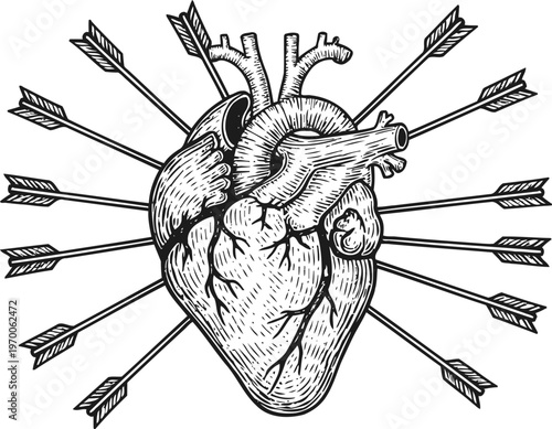 Anatomical human heart pierced by multiple arrows vintage black and white illustration of a wounded organ symbolizing pain and endurance