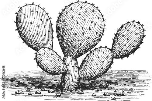 Prickly pear cactus detailed black and white vintage illustration with spines and oval pads