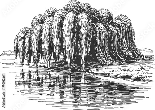 Illustration of a large weeping willow tree by the water with detailed reflection and surrounding landscape